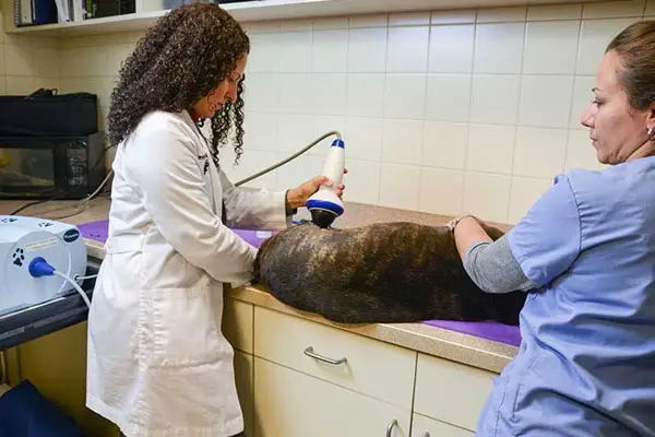 vet tech administering ultrasound on dog